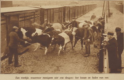 871637 Afbeelding van het laden van koeien in treinwagons op het Centraal Station te Utrecht.